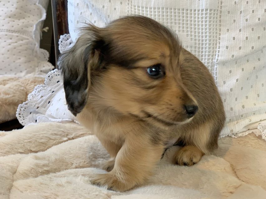 カニンヘン ダックスフンド ティナ & 竹千代の子犬 イエロー（クリーム） 男の子