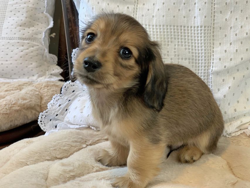 カニンヘン ダックスフンド ティナ & 竹千代の子犬 イエロー（クリーム） 男の子