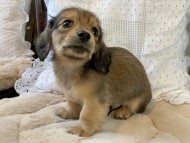 Dachshund4056 Dachshund4056