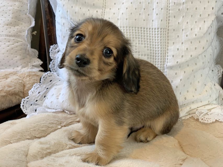 カニンヘン ダックスフンド ティナ & 竹千代の子犬 イエロー（クリーム） 男の子