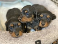 Dachshund524