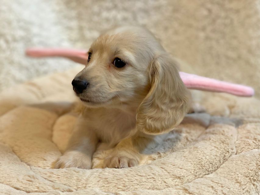 Dachshund70 Dachshund70