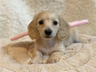 Dachshund75 Dachshund75