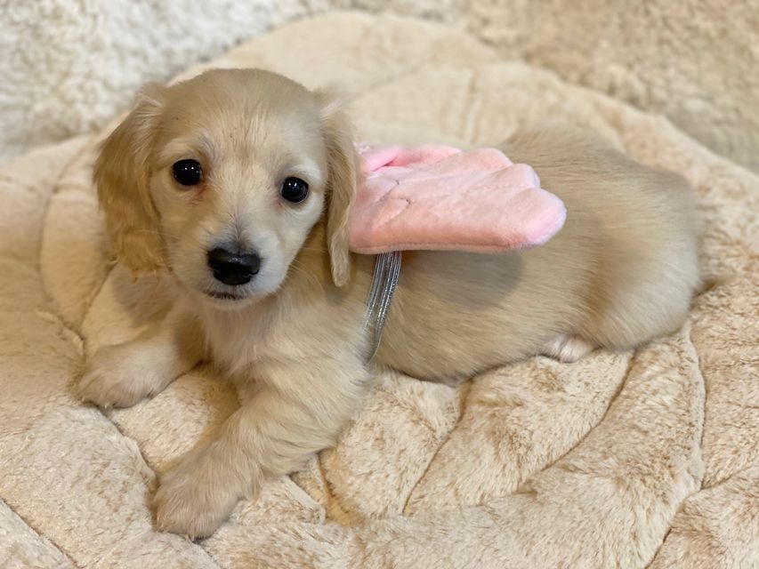 Dachshund92 Dachshund92