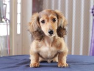 Dachshund_0889