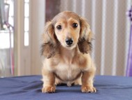 Dachshund_0890