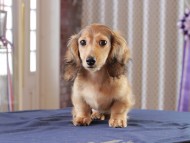 Dachshund_0898