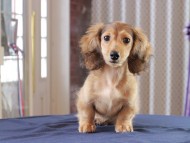 Dachshund_0904