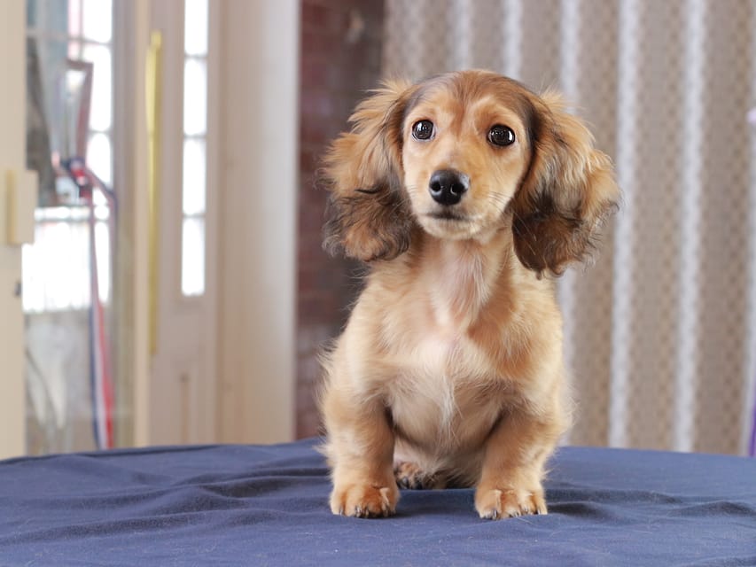 カニンヘン ダックスフンド フルーティ ＆ ジルベールの子犬 レディッシュイエロー 男の子