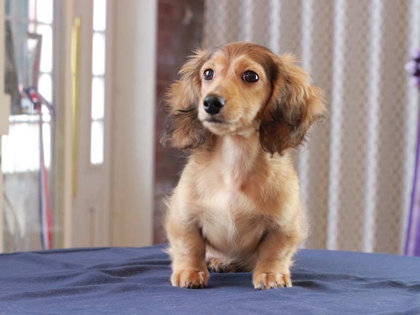 カニンヘン ダックスフンド フルーティ ＆ ジルベールの子犬 レディッシュイエロー 男の子