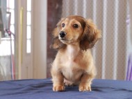 フルーティ ＆ ジルベールの子犬 レディッシュイエロー 男の子 カニンヘンダックスフンド