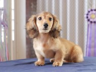 Dachshund_0926
