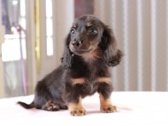 アンリブレ ＆ リバティーの子犬 ブラックタン 男の子 カニンヘンダックスフンド