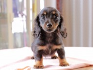 アンリブレ ＆ リバティーの子犬 ブラックタン 女の子 カニンヘンダックスフンド