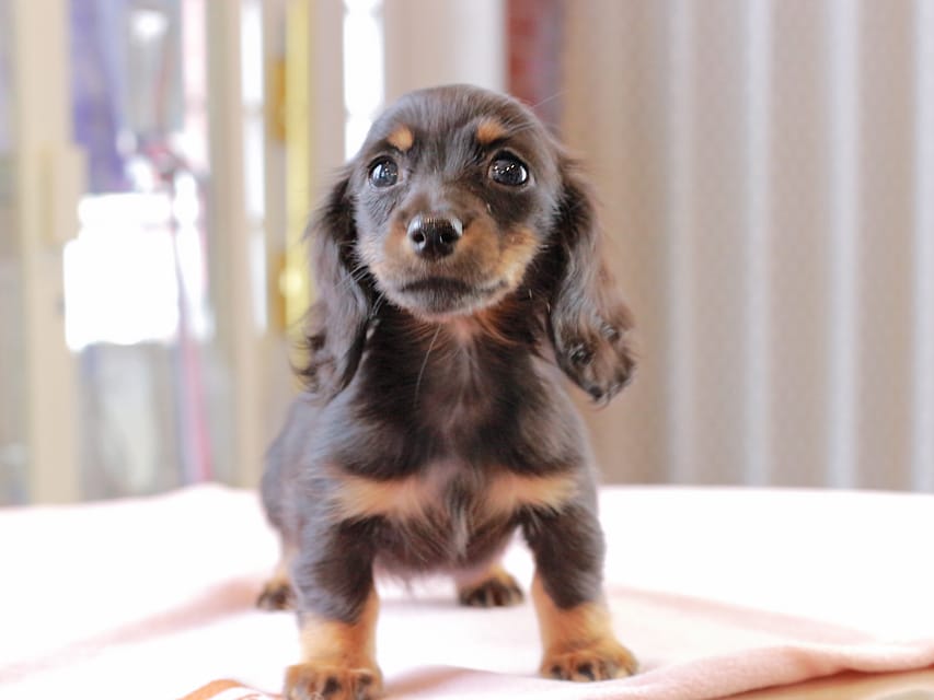 カニンヘン ダックスフンド アンリブレ ＆ リバティーの子犬 ブラックタン 女の子
