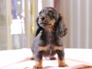 Dachshund_0967