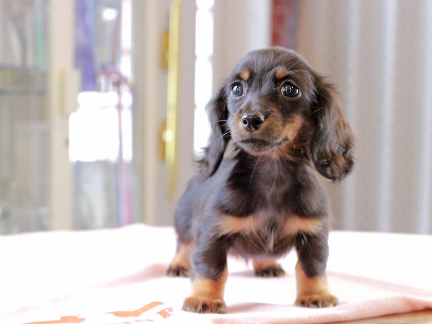 カニンヘン ダックスフンド アンリブレ ＆ リバティーの子犬 ブラックタン 女の子