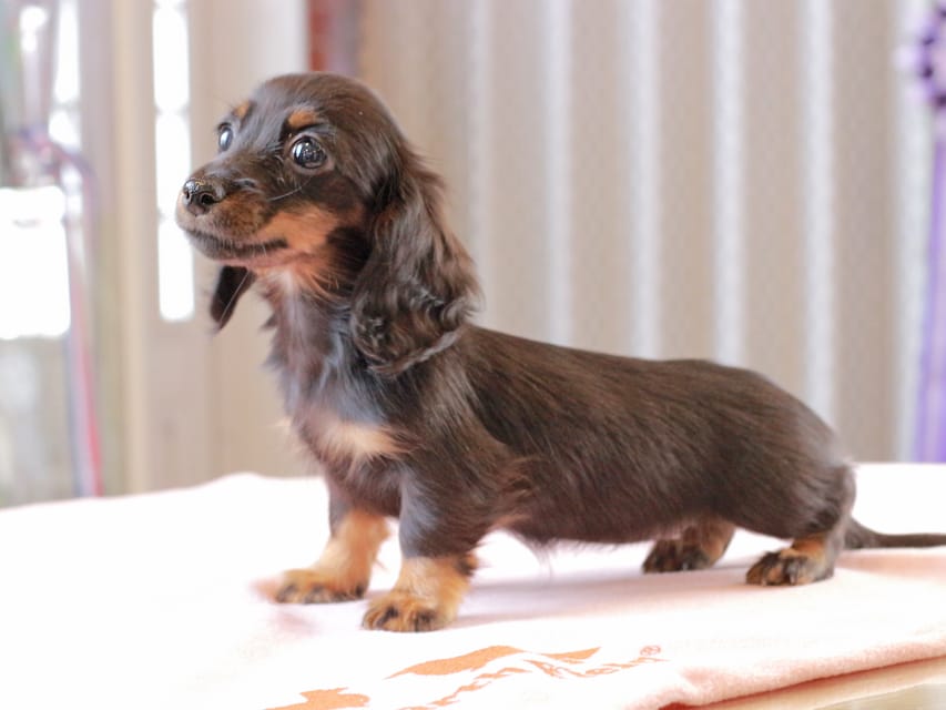 カニンヘン ダックスフンド アンリブレ ＆ リバティーの子犬 ブラックタン 女の子