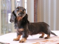 Dachshund_0986 Dachshund_0986