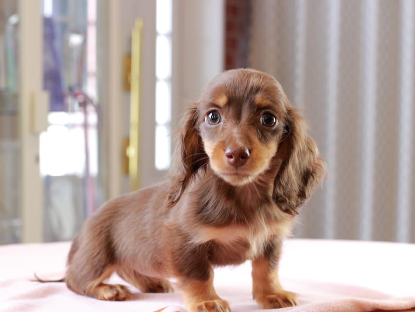 カニンヘン ダックスフンド アンリブレ ＆ リバティーの子犬 チョコタン 女の子