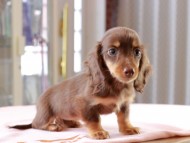 Dachshund_0994 Dachshund_0994