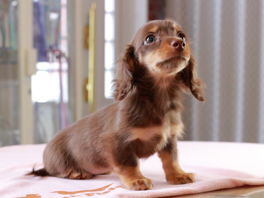 カニンヘン ダックスフンド アンリブレ ＆ リバティーの子犬 チョコタン 女の子