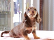 Dachshund_0999