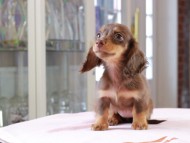Dachshund_1003