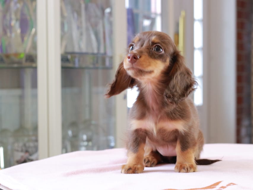 カニンヘン ダックスフンド アンリブレ ＆ リバティーの子犬 チョコタン 女の子