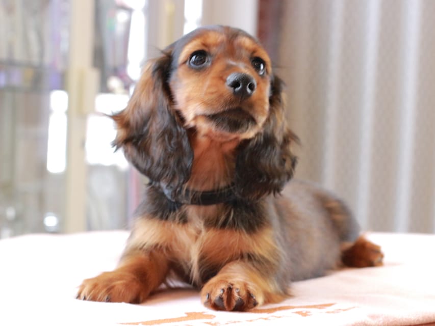 ミニチュア ダックスフンド ルーシー & ジェットの子犬 レッド 男の子（1）