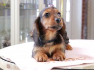 Dachshund_1017