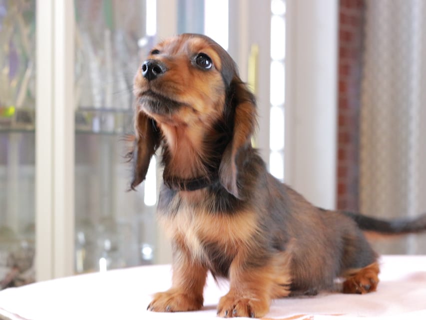 ミニチュア ダックスフンド ルーシー & ジェットの子犬 レッド 男の子（1）