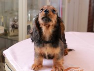 Dachshund_1030