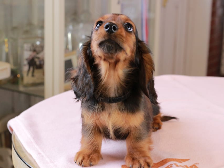 ミニチュア ダックスフンド ルーシー & ジェットの子犬 レッド 男の子（1）