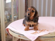 Dachshund_1035 Dachshund_1035
