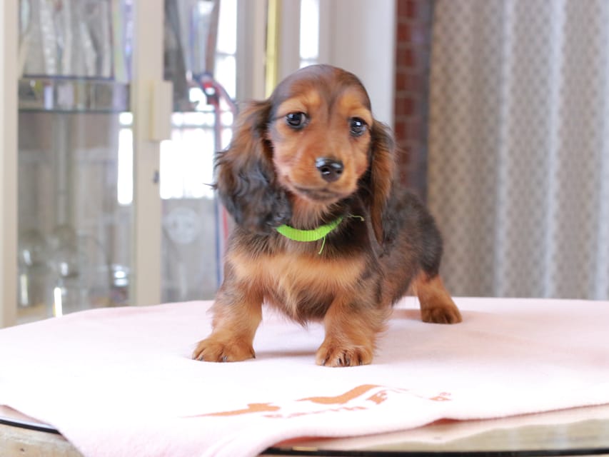 ミニチュア ダックスフンド ルーシー & ジェットの子犬 レッド 男の子(2)Dachshund_1044 ミニチュア ダックスフンド ルーシー & ジェットの子犬 レッド 男の子(2)