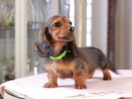 Dachshund_1052 Dachshund_1052