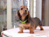 Dachshund_1053 Dachshund_1053