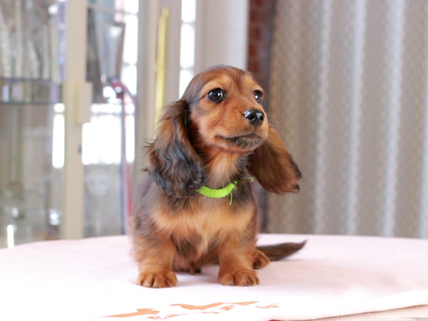 ミニチュア ダックスフンド ルーシー & ジェットの子犬 レッド 男の子(2)Dachshund_1059 ミニチュア ダックスフンド ルーシー & ジェットの子犬 レッド 男の子(2)