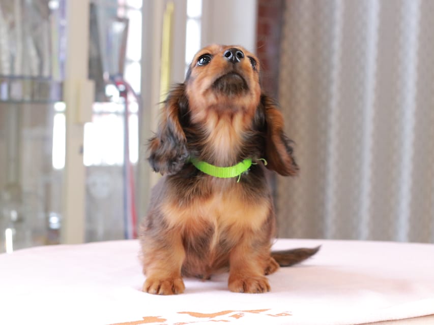 ミニチュア ダックスフンド ルーシー & ジェットの子犬 レッド 男の子(2)Dachshund_1060 ミニチュア ダックスフンド ルーシー & ジェットの子犬 レッド 男の子(2)