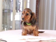 ルーシー & ジェットの子犬 レッド 男の子（2） ミニチュア ダックスフンド
