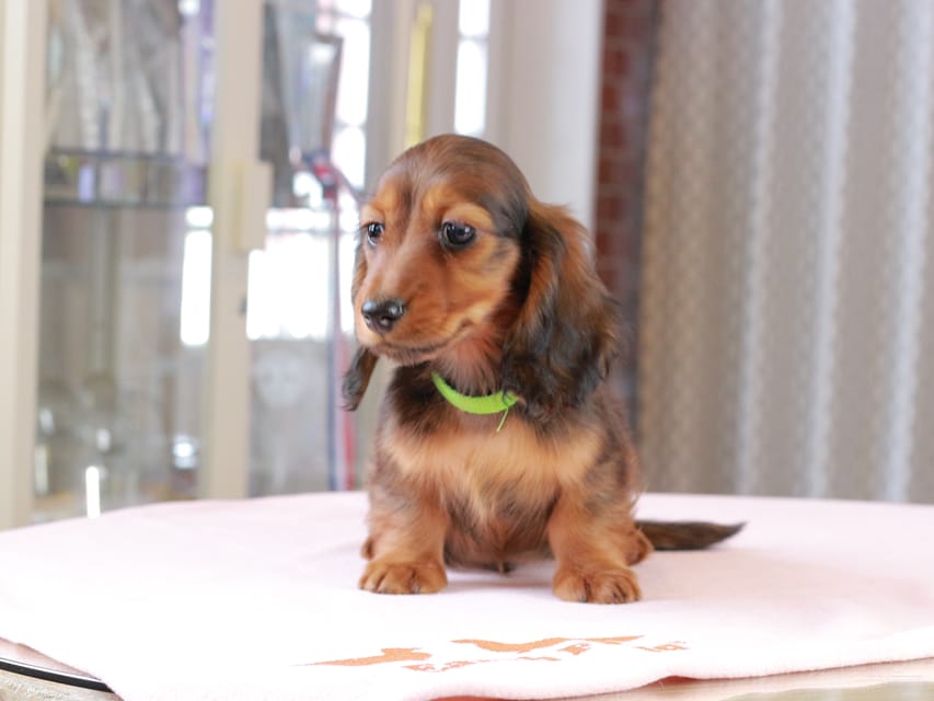 ミニチュア ダックスフンド ルーシー & ジェットの子犬 レッド 男の子(2)Dachshund_1065 ミニチュア ダックスフンド ルーシー & ジェットの子犬 レッド 男の子(2)