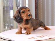 Dachshund_1069 Dachshund_1069