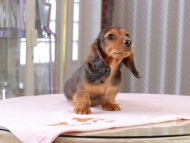 ルーシー & ジェットの子犬 レッド 男の子（3） ミニチュア ダックスフンド