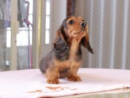 Dachshund_1075 Dachshund_1075