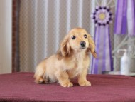 Dachshund_1092 Dachshund_1092