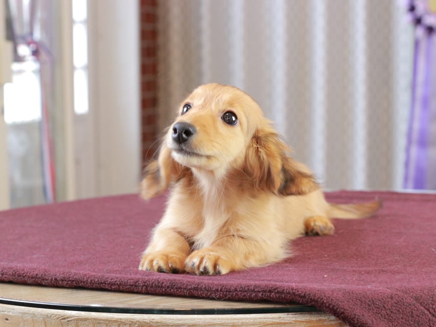 カニンヘン ダックスフンド チャンミ & ボノの子犬 レッド 男の子Dachshund_1118 カニンヘン ダックスフンド チャンミ & ボノの子犬 レッド 男の子