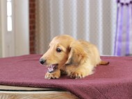 Dachshund_1124