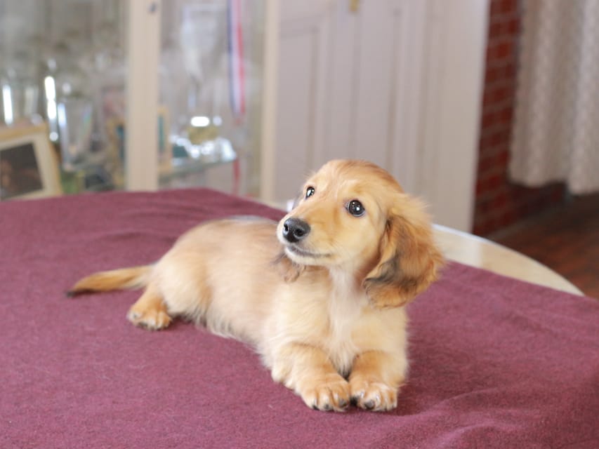 カニンヘン ダックスフンド チャンミ & ボノの子犬 レッド 男の子Dachshund_1136 カニンヘン ダックスフンド チャンミ & ボノの子犬 レッド 男の子