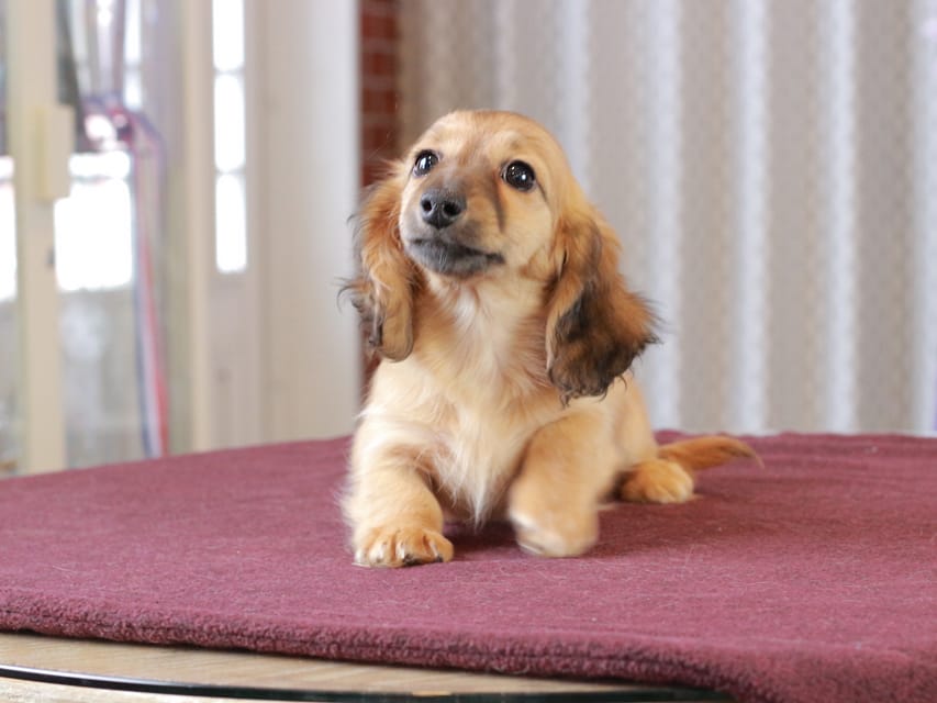 カニンヘン ダックスフンド チャンミ & ボノの子犬 レッド 女の子Dachshund_1141 カニンヘン ダックスフンド チャンミ & ボノの子犬 レッド 女の子